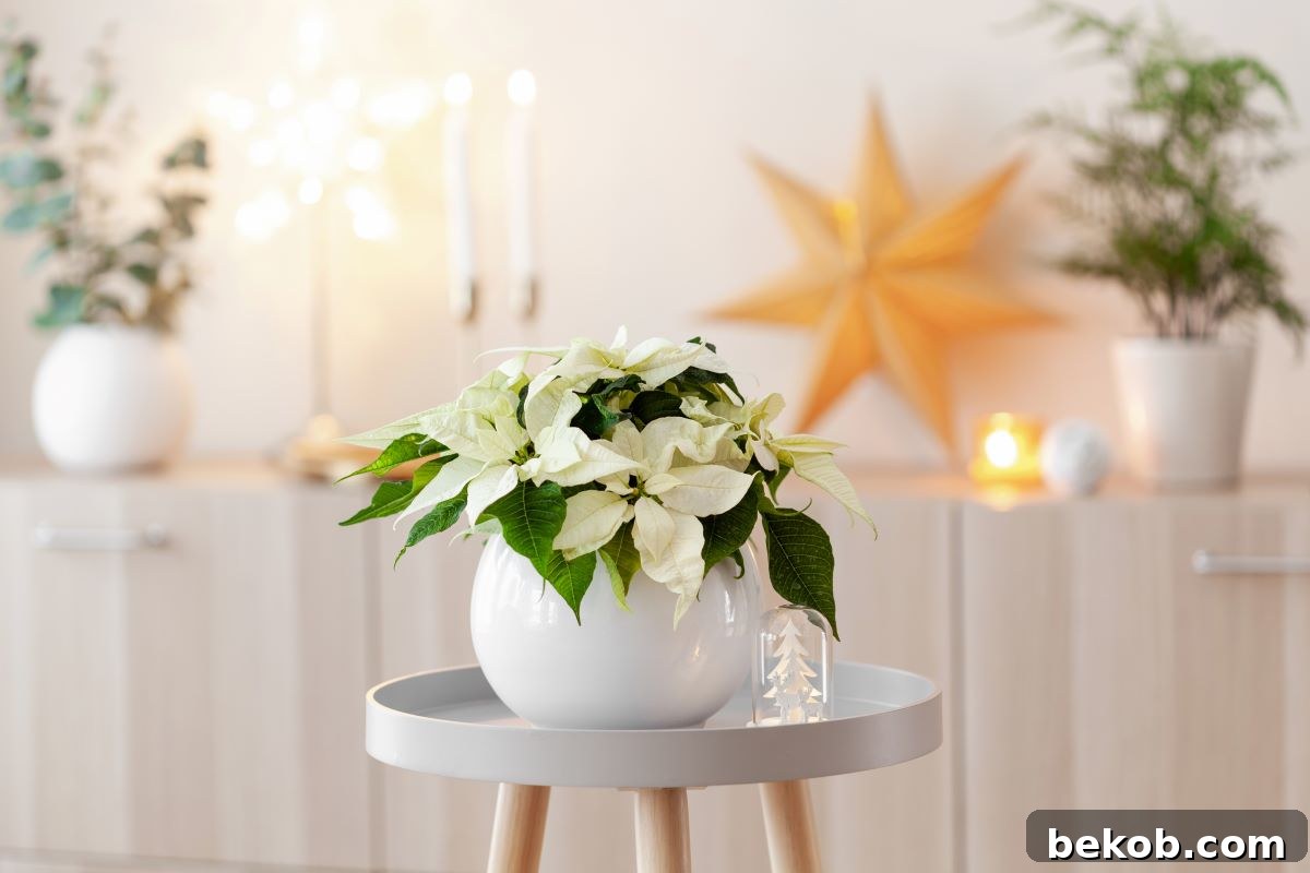 White Poinsettia In A Pot Shutterstock.