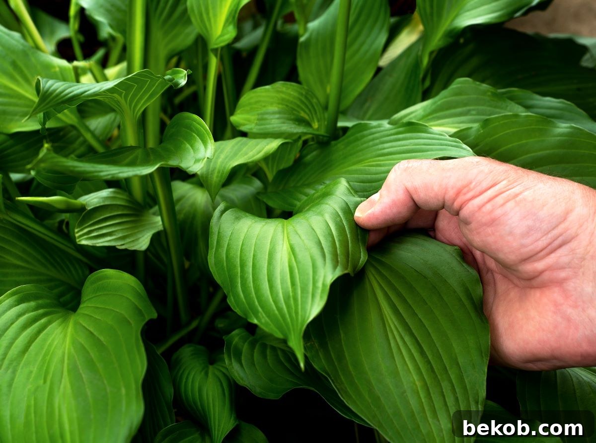 Healthy Plant