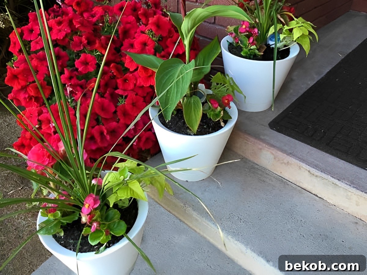 Self Watering Pots