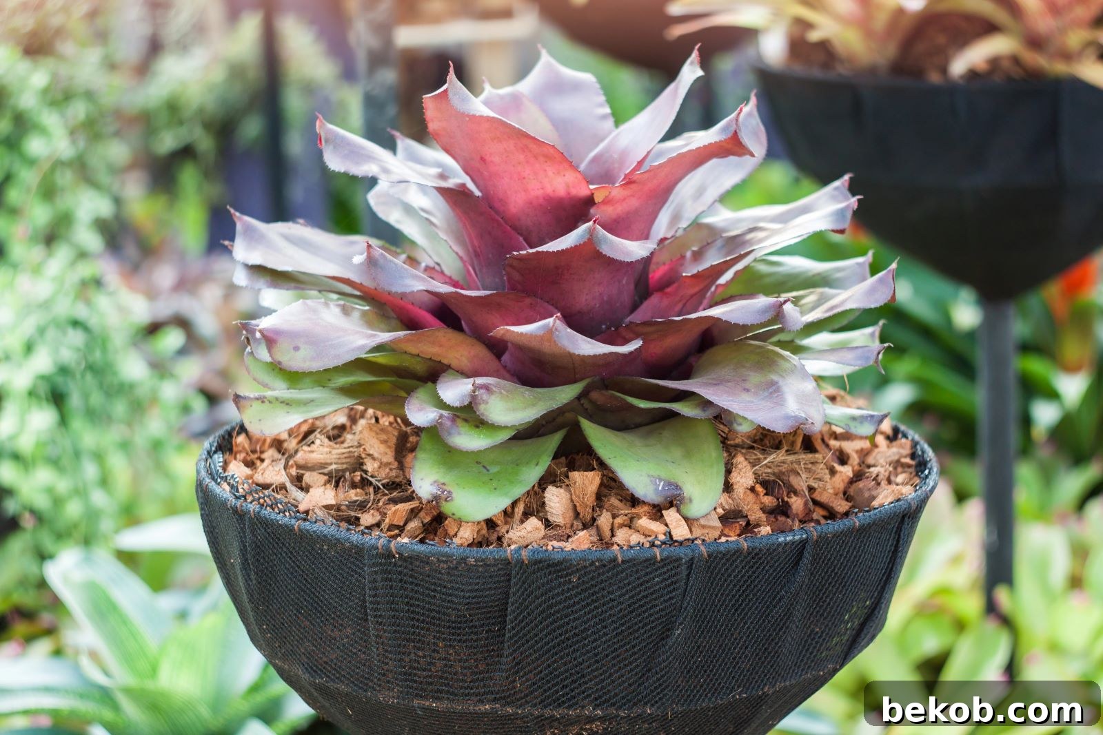 Bromeliad