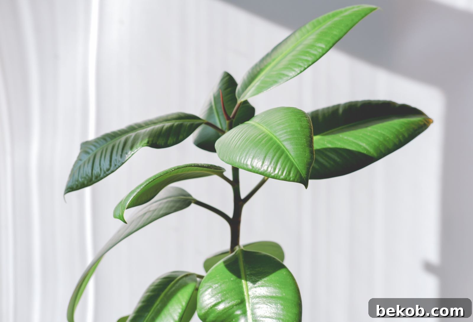 Rubber Plant
