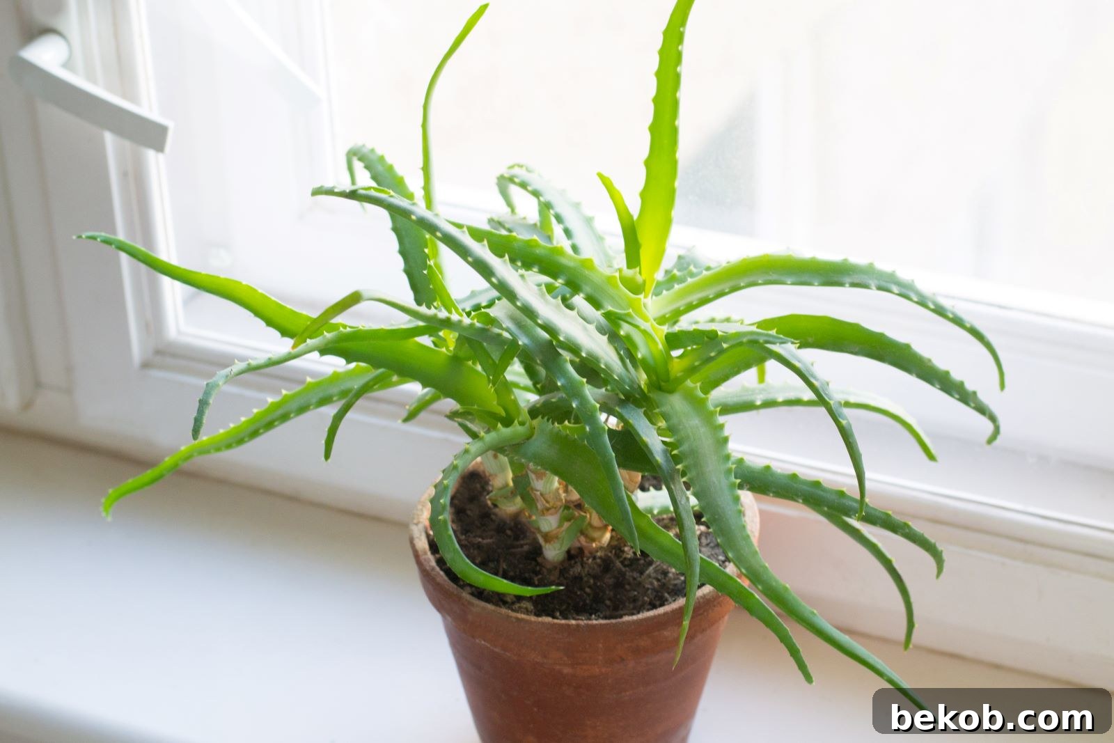 Aloe Vera