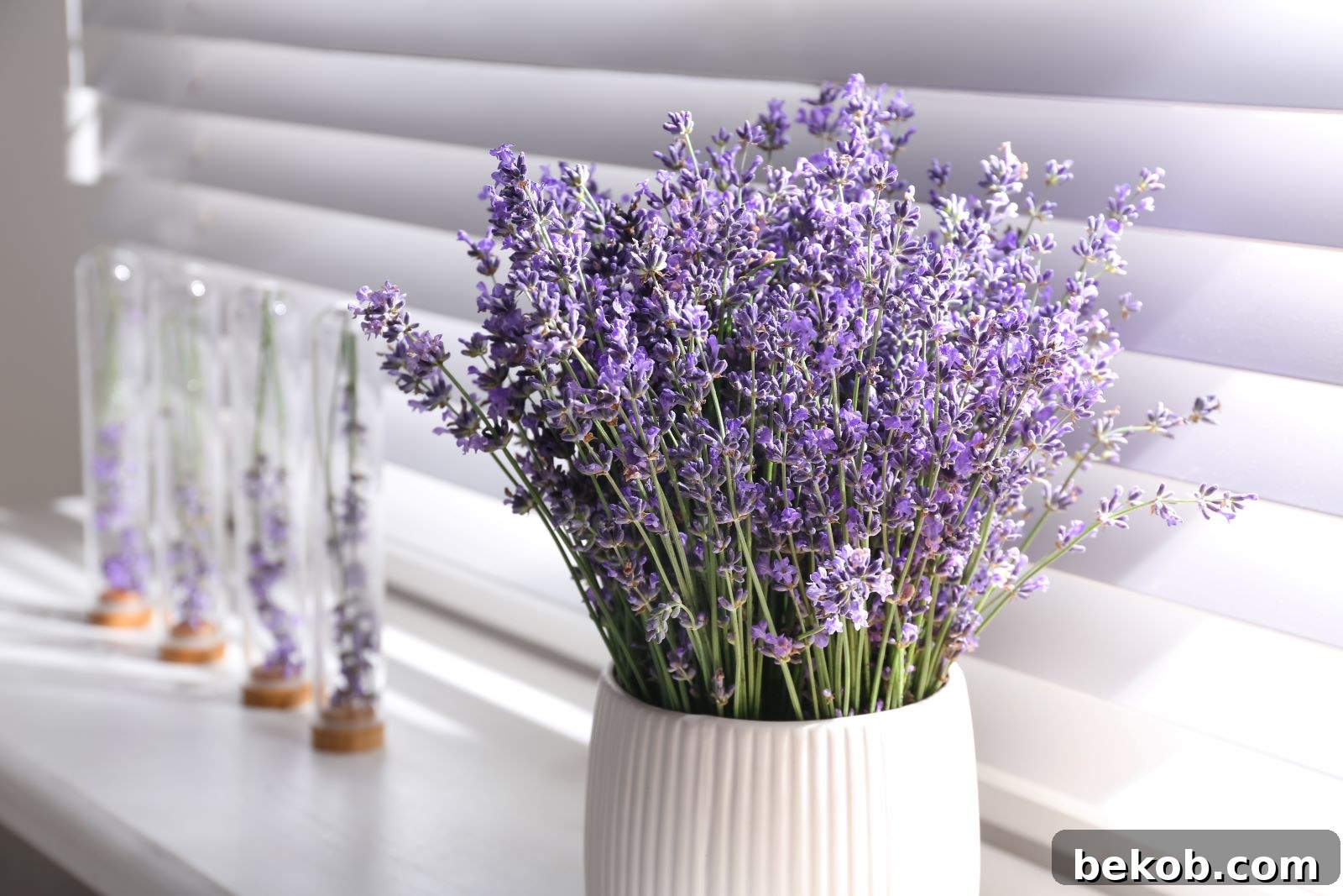 Lavender