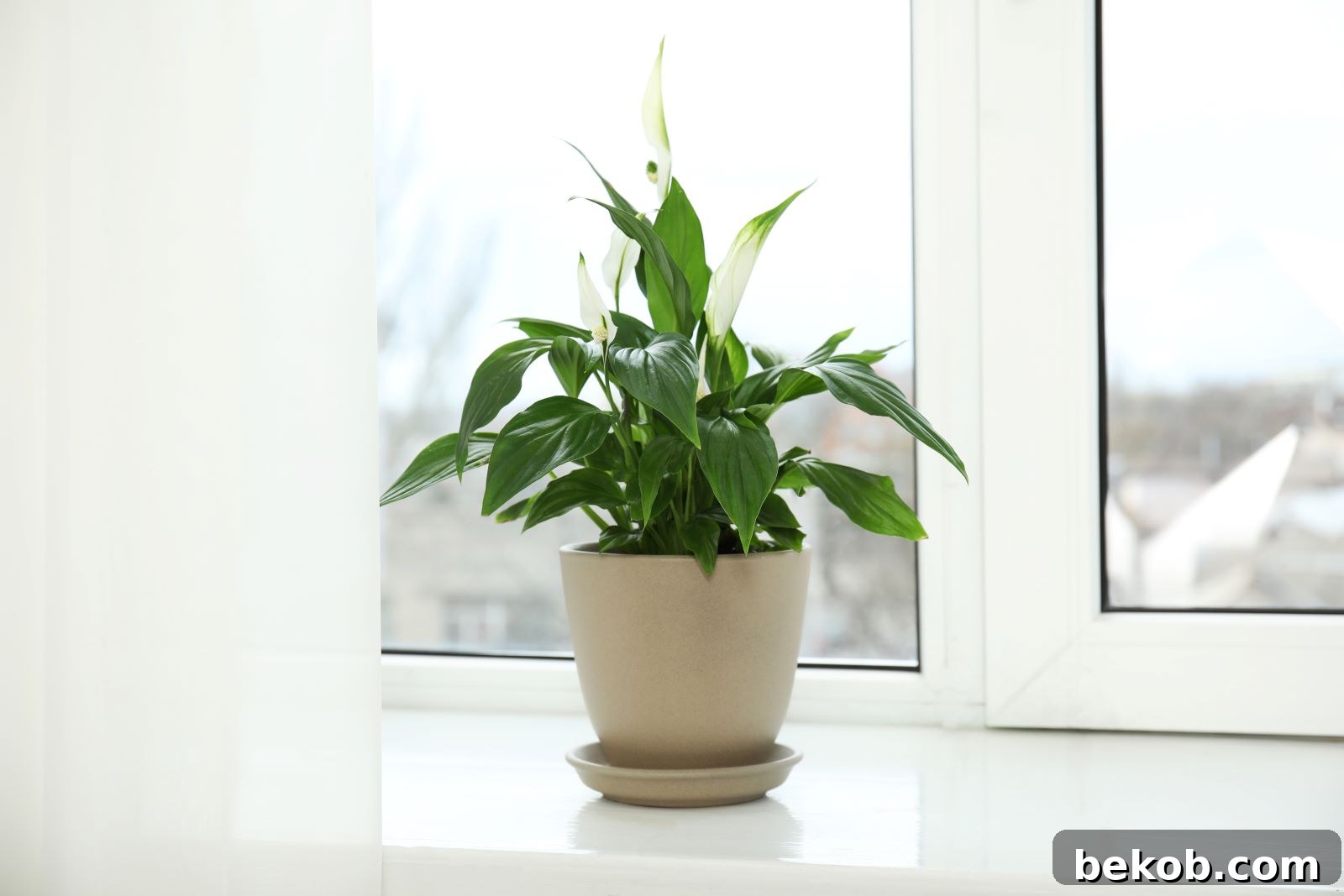 Peace Lily