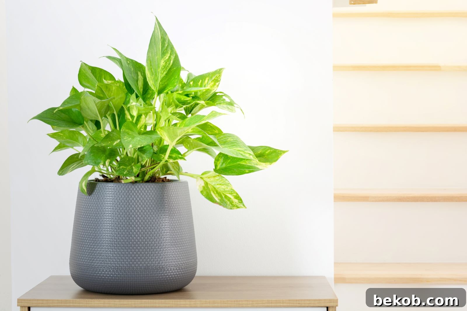 Pothos