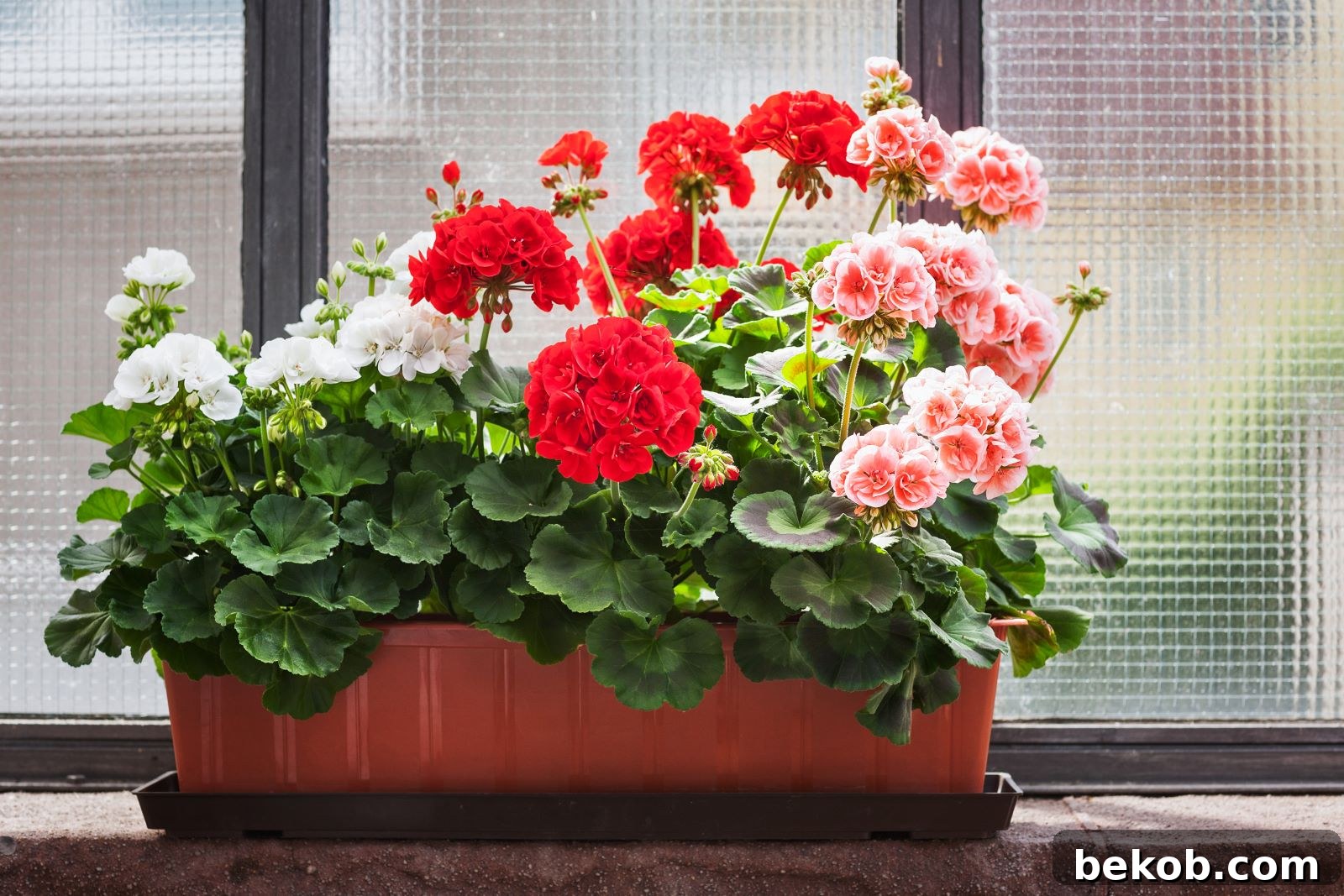 Geranium