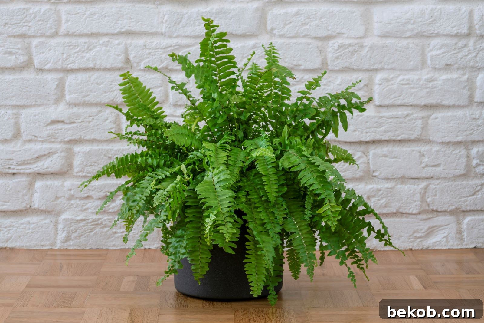 Boston Fern