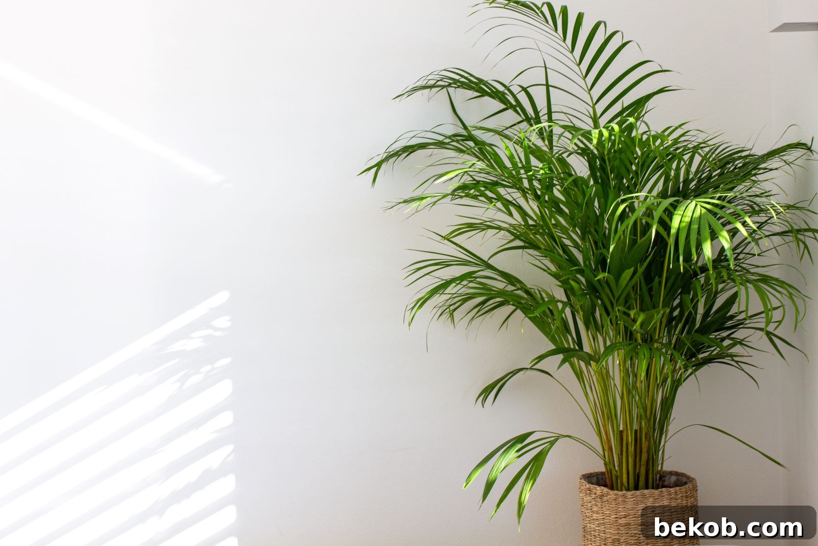 Areca Palm