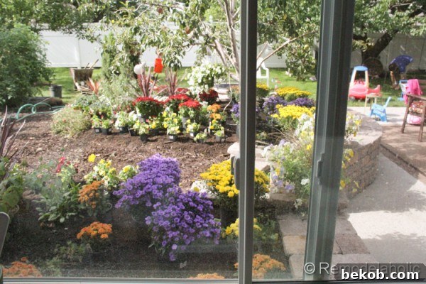 The stunning view of the laid-out fall garden from the kitchen window, showcasing the anticipated beauty