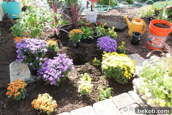 The newly established fall garden, bursting with color and life, ready for the season ahead
