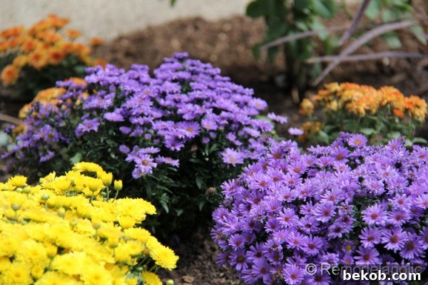 A vibrant combination of purple asters alongside cheerful yellow and orange mums, showcasing striking fall contrasts