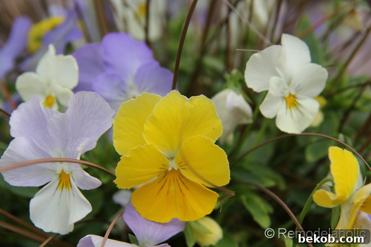 Close-up view of beautiful Cool Wave Pansies blooming in shades of yellow and purple, ready for fall planting