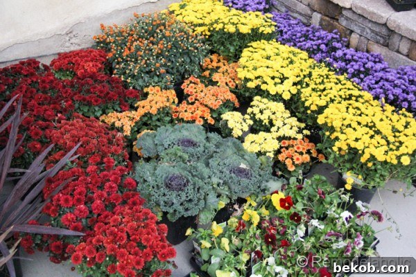 A newly laid out fall garden design featuring colorful mums, pansies, and asters before planting