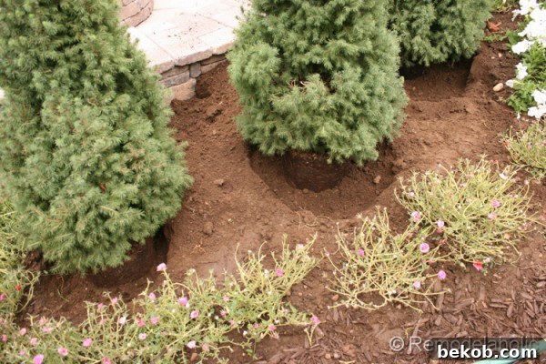 Dwarf Alberta Spruce planted as a small evergreen screen around a new fire pit area
