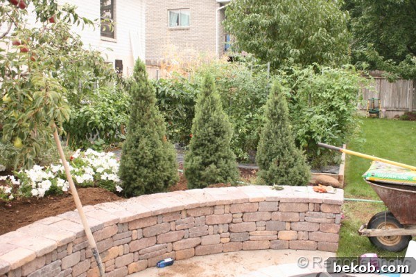 Close-up of the newly planted Dwarf Alberta Spruce providing a natural privacy screen in the garden