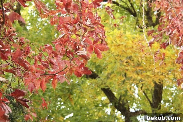 Cleaning up the backyard with a durable trash can during fall
