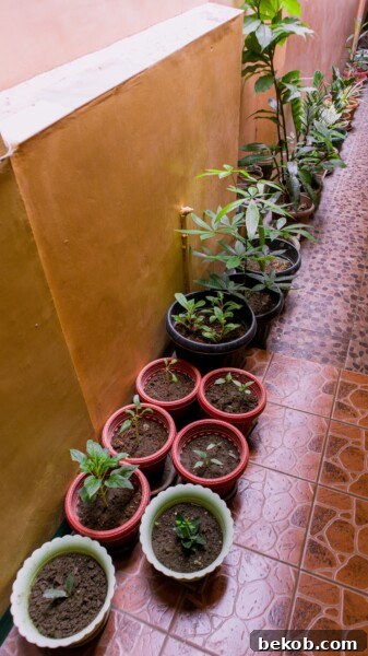 Grouping of small potted plants in a container garden
