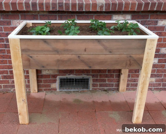 Sturdy and simple elevated planter box for ergonomic gardening, by MyLove2Create for Remodelaholic