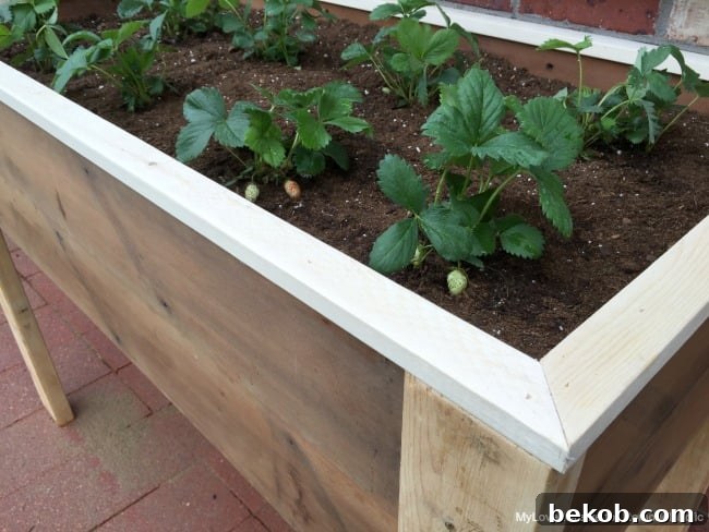 Close-up of vibrant strawberry plants flourishing in the newly built elevated planter box, by MyLove2Create for Remodelaholic