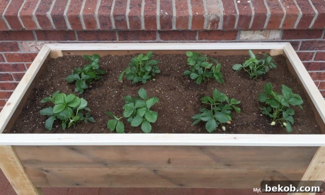 Overhead view of the freshly planted elevated planter box, showcasing the top surface and strawberry plants, by MyLove2Create for Remodelaholic
