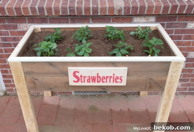 Top-front view of the completed elevated planter box with strawberry plants and a decorative sign, by MyLove2Create for Remodelaholic