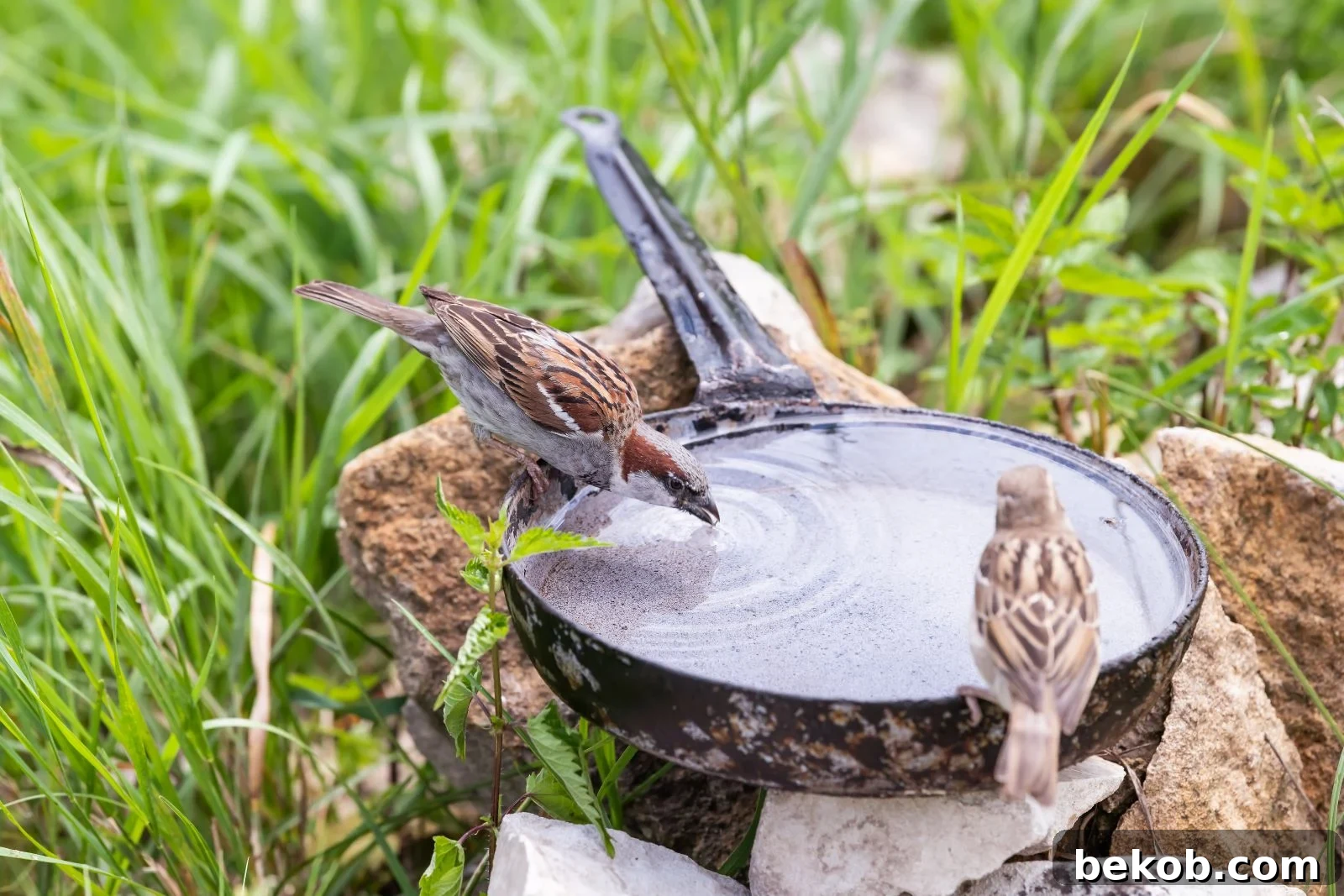 Simple bird bath made from an old pan placed on a sturdy base, showcasing upcycling.