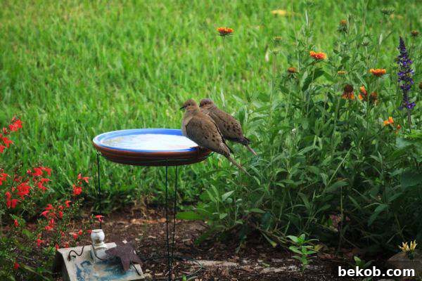 Inexpensive and easy DIY bird bath using an inverted tomato cage as a base for a plant saucer.
